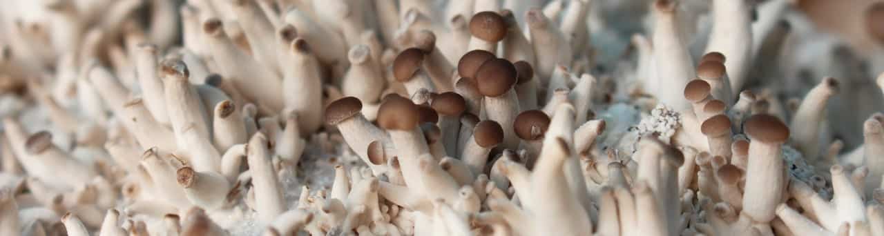 mushroom-histamine