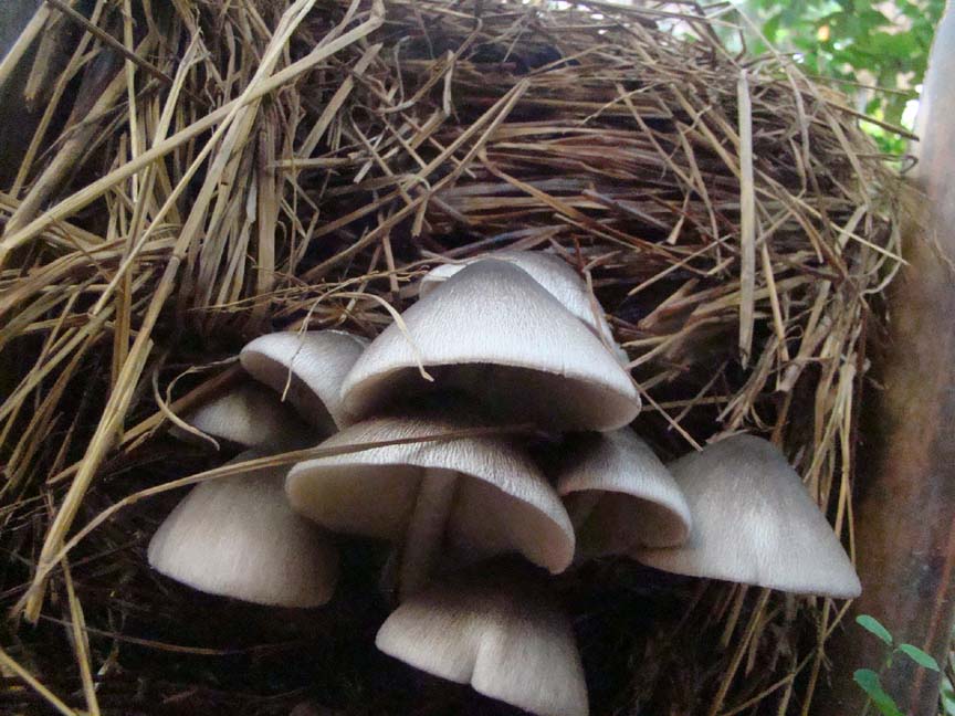 what-are-straw-mushrooms