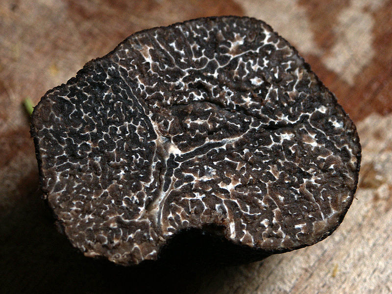 what-are-black-diamond-mushrooms